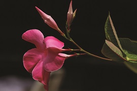 “Pink Flower” by Tara Kingland